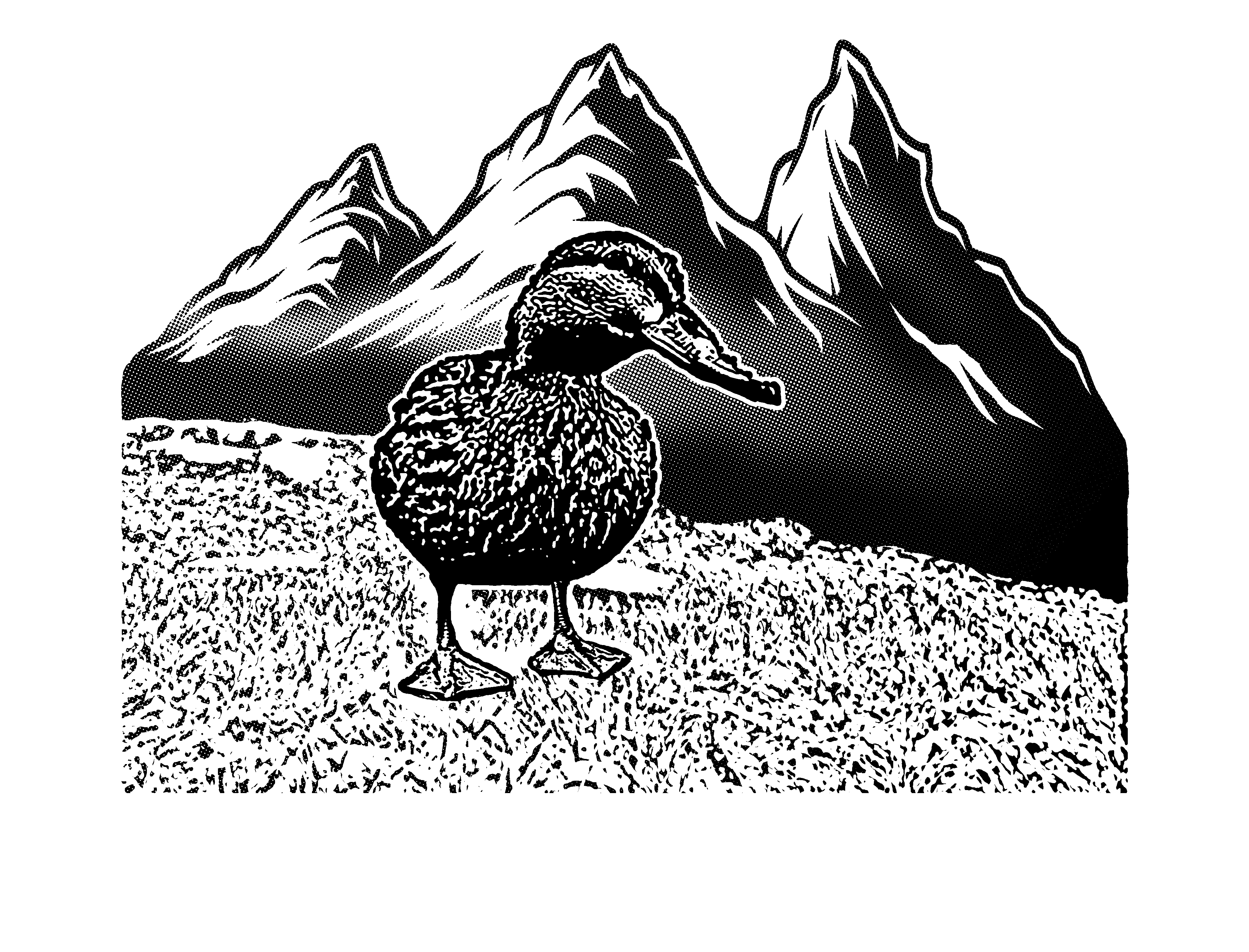 duck3